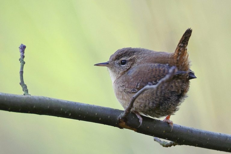 eurasian-wren-7776916_1280